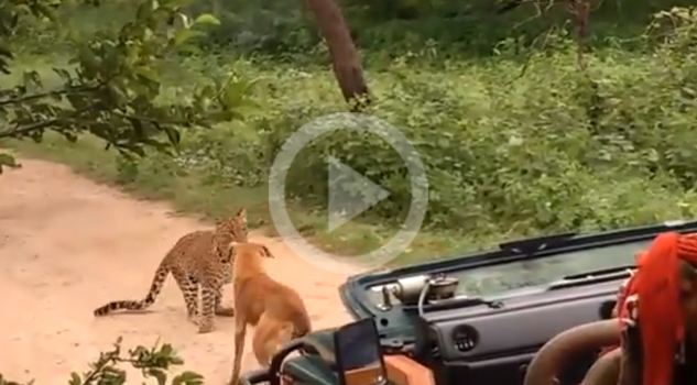 Leopardo intenta atacar a un perro pero se topa con una inesperada reacción