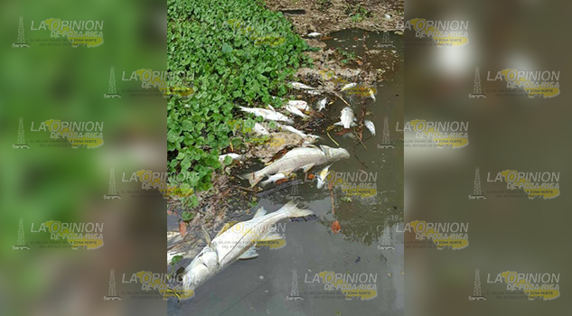 Pescadores furtivos envenenan los ríos en todo el Totonacapan