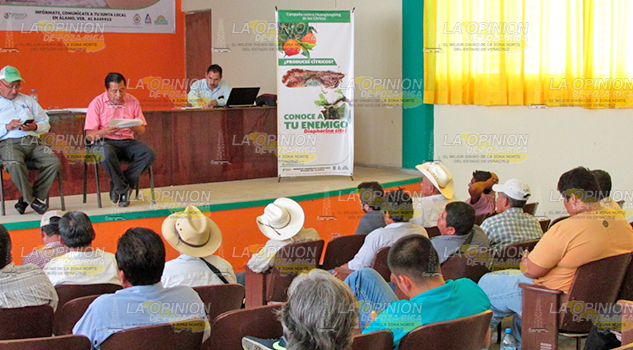 Producción de naranja ecológica en la región supera expectativas