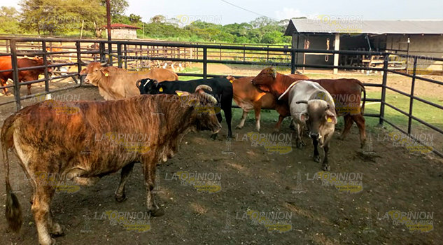 En una finca de Álamo roban mas de 70 reses