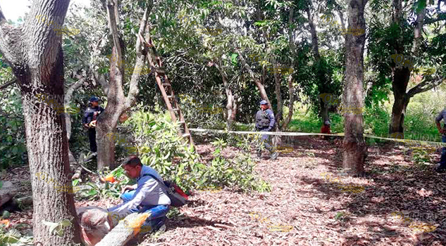Jornalero cortaba un árbol y termina muerto, le golpeó una pesada rama en la cabeza