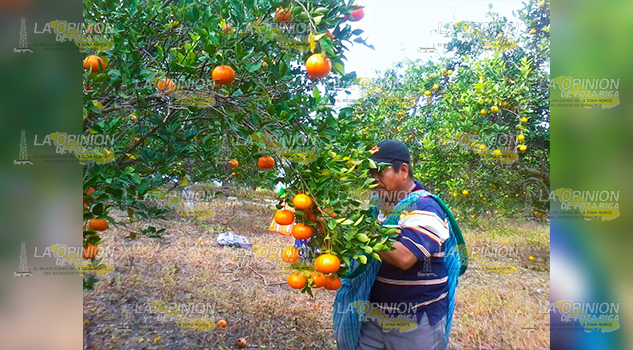 Alto precio de naranja por escasa producción