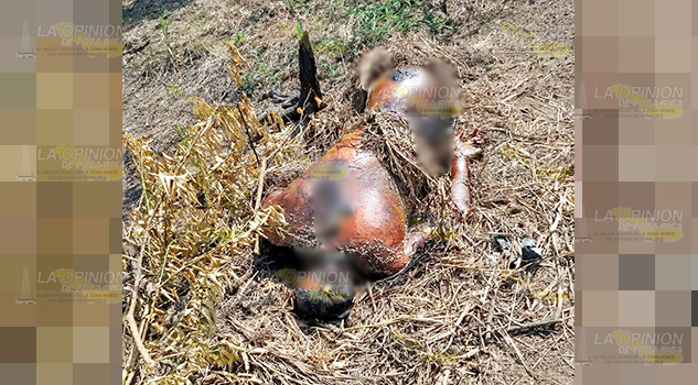 Encuentran cuerpo putrefacto en una parcela por El Refugio, Martínez de la Torre