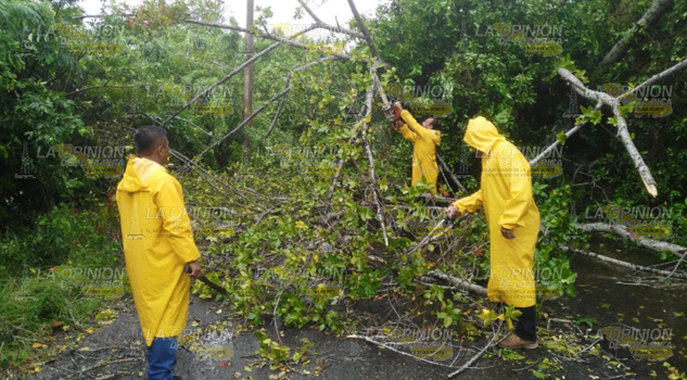 Cae enorme árbol en la comunidad de Buena Vista