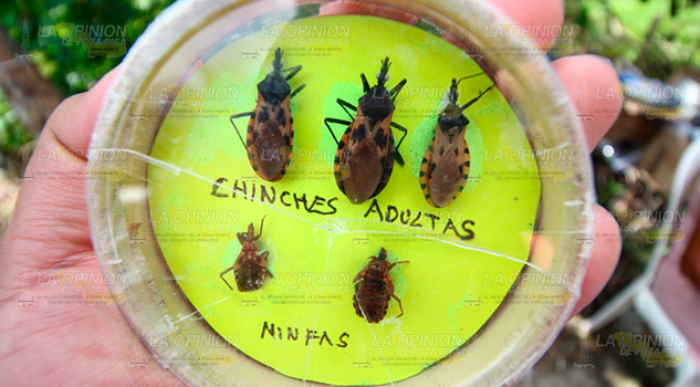 Alerta por chinches besuconas que provocan enfermedad de Chagas Alerta Chinches Besuconas Provocan Enfermedad Chagas