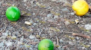 Balean a comprador de cítricos en Tlapacoyan Balean a comprador de cítricos en Tlapacoyan