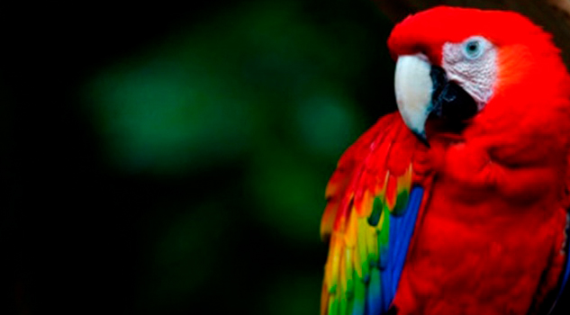 Después de medio siglo nació una guacamaya en Los Tuxtlas Después medio siglo nació guacamaya Los Tuxtlas