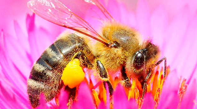 En grave riesgo las poblaciones de abejas y su polinización En grave riesgo las poblaciones de abejas y su polinización
