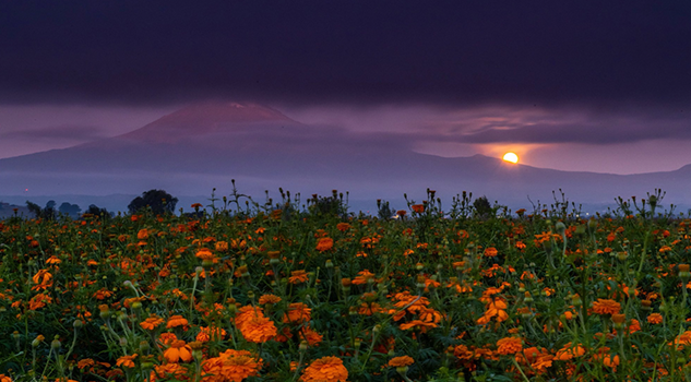 Cempasúchil, las flores que adornan las festividades del Día de Muertos
