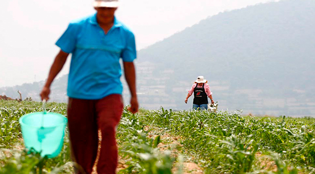 Mexicana desarrolla un maíz híbrido resistente a sequías y bajas temperaturas