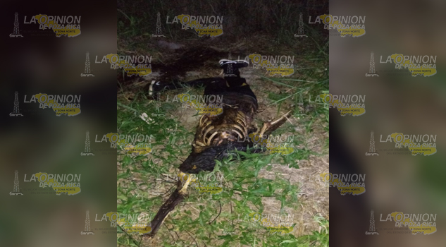 Encuentran cuerpo humano en Martinez de la Torre.