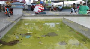 Contaminación: causa de mortandad de peces en Álamo