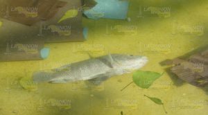 Contaminación: causa de mortandad de peces en Álamo