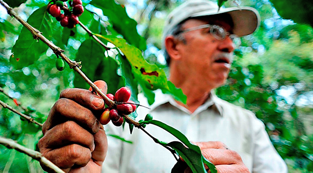 Detectan “cáncer del café”, nueva enfermedad que ataca plantaciones en Veracruz