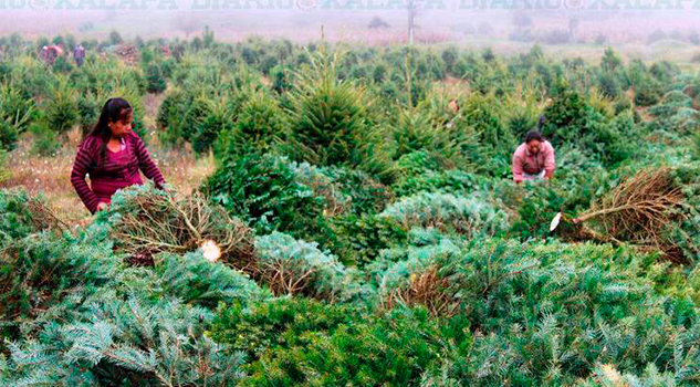 Veracruz, quinto lugar nacional en producción de árboles de Navidad