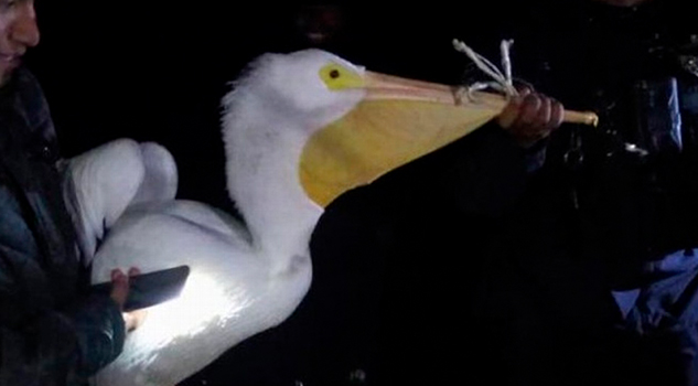 Bajo resguardo pelícanos que perdieron la ruta y llegaron a Zongolica, Veracruz