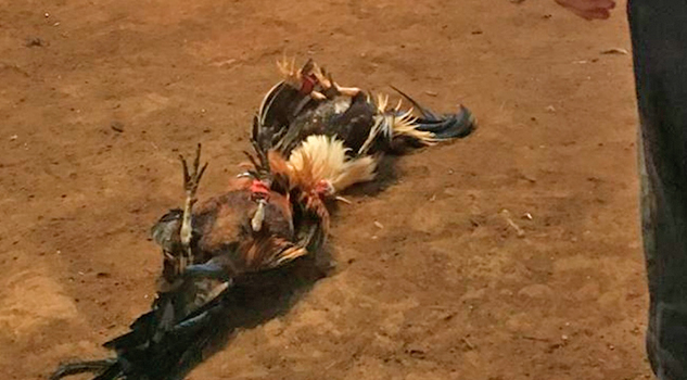 FGE debe empezar a detener a organizadores de peleas de gallos: Activistas