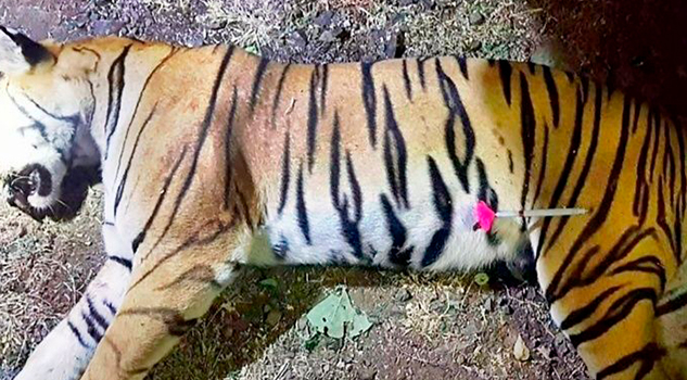 Una tigresa "asesina" es abatida, su muerte causa polémica