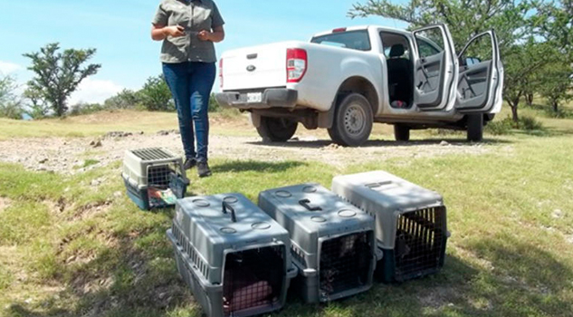 Profepa rescata y libera 68 ejemplares de vida silvestre Profepa rescata y libera 68 ejemplares de vida silvestre