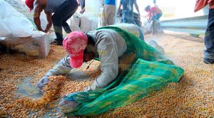 Rapiña voráz tras volcadura de tráiler Rapiña Voráz Tras Vulcadura Tráiler