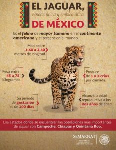 Semarnat destaca aumento de jaguares en México