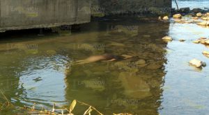 Flotaba en el río Cazones de Poza Rica