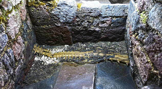 Labor contrarreloj, conservación de espadartes de peces sierra descubiertos en ofrendas del Templo Mayor