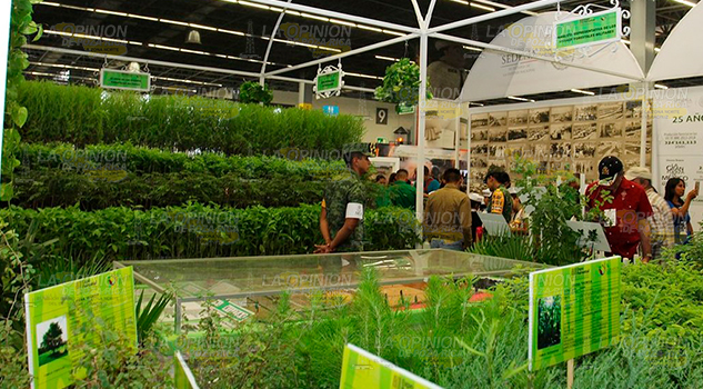 Reforestarán con plantas forestales multipropósito