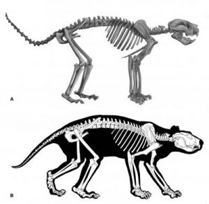 Descubren fósil del extinto "León Marsupial"
