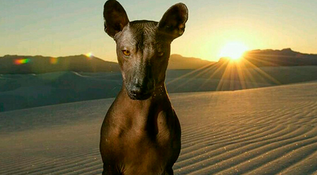 Xoloitzcuintle, el perro icono de México