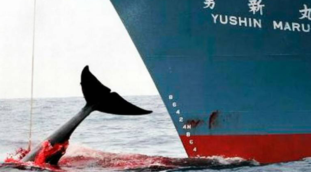 Japón anuncia que reanudará la caza comercial de ballenas