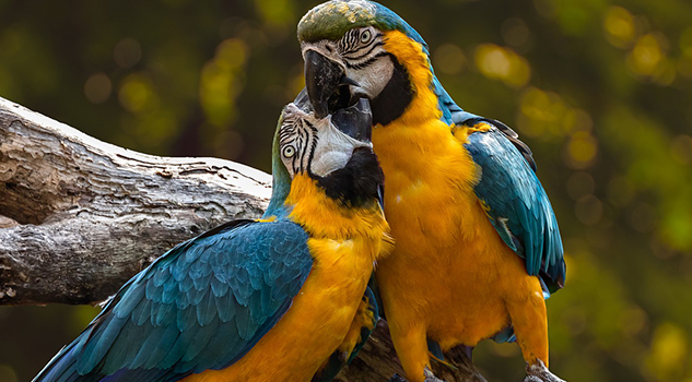 ‘Colores que vuelan’; la exposición que crea consciencia ecológica