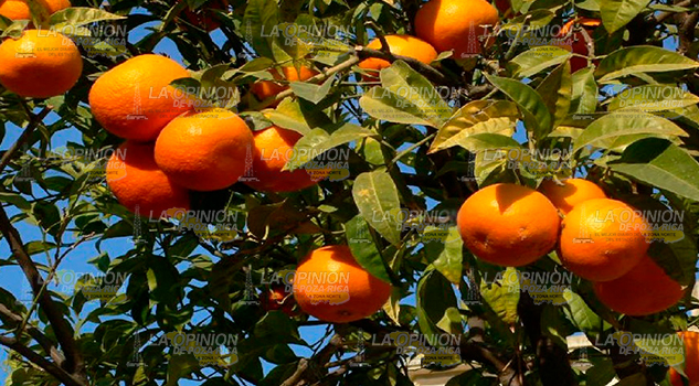 Amplían cobertura de naranja orgánica mediante la certificación de cítricos