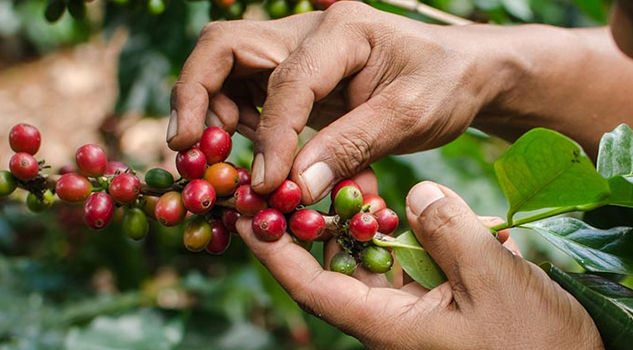 Consejo Regional del Café se pronuncia contra planta de Nestlé en Veracruz