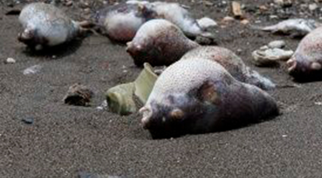 Similar temperatura del mar actual a la de la mayor extinción de especies
