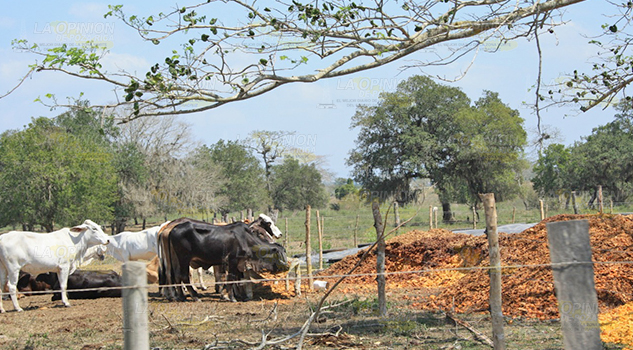 Insumos alternativos para alimentar al ganado, ante la falta de pastos suficientes