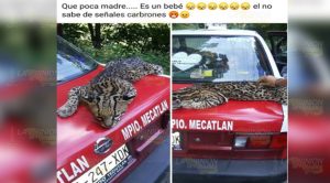 Cazadores de tlacuache envenenan a tigrillo