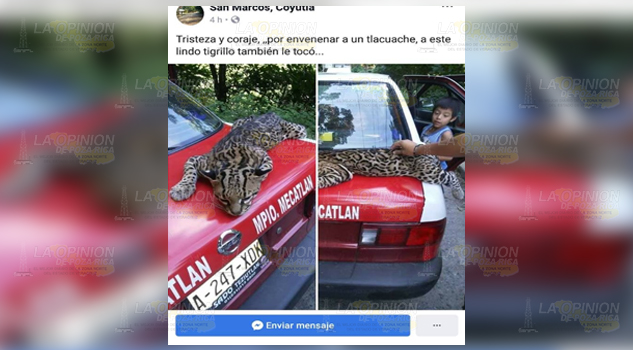 Cazadores de tlacuache envenenan a tigrillo