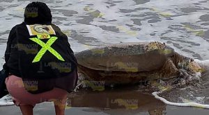 Aparece tortuga muerta en la playa de Tecolutla Aparece tortuga muerta en la playa de Tecolutla