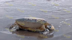 Aparece tortuga muerta en la playa de Tecolutla Aparece tortuga muerta en la playa de Tecolutla