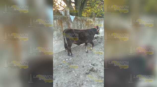 Detienen a sujeto que transportaba un becerro, no pudo justificar su procedencia