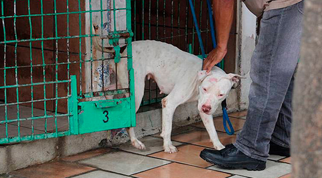 Exhortan a no regalar perros