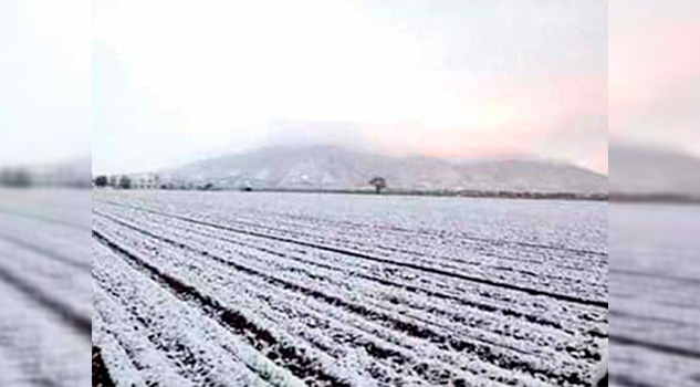 Heladas dañan al menos 65 mil hectáreas en Sonora y Sinaloa Heladas dañan al menos 65 mil hectáreas en Sonora y Sinaloa