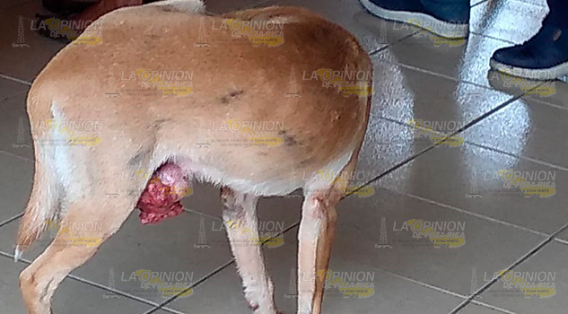 Inexistente en Tihuatlán la Ley de Protección Animal Inexistente en Tihuatlán la Ley de Protección Animal