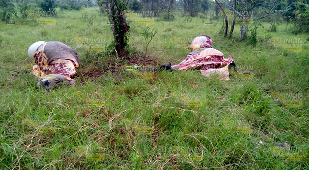 Disminuye robo de ganado en el municipio de Tihuatlán