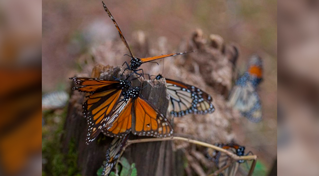 Aumenta presencia de mariposa monarca en México