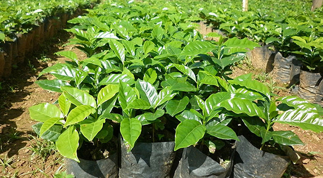 Planta de Nestlé beneficiará a caficultores serranos