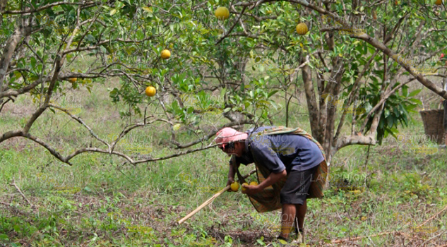 Productores de cítricos en Tihuatlán, endeudados con FIRA Productores de cítricos en Tihuatlán, endeudados con FIRA