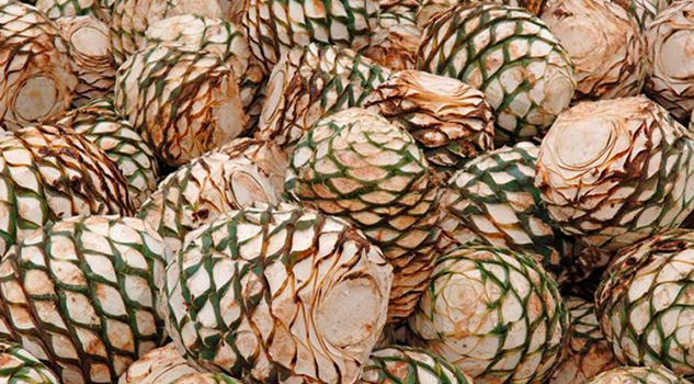 Universitarios convierten residuos del tequila en harina Universitarios convierten residuos del tequila en harina