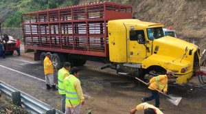 Vuelca tráiler cargado con cerdos sobre la Tuxpan - Totomoxtle Vuelca tráiler cargado con cerdos sobre la Tuxpan - Totomoxtle